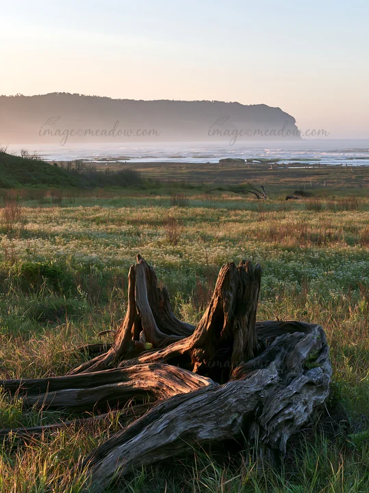 A coastal meadow in Chiba features driftwood in the foreground. The sun rises over the horizon, casting light on the grass and distant cliffs. Waves crash softl