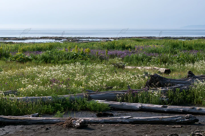 The scene shows a coastal meadow in Chiba with driftwood scattered across the ground. Flowers bloom among the greenery, and the ocean is visible in the backgrou