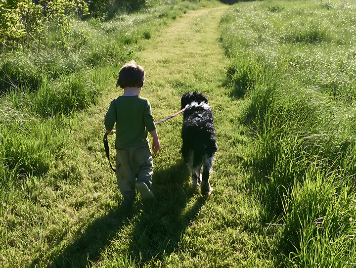 Child walks a black-and-white dog on a leash along a sunlit trail through tall meadow grass.
