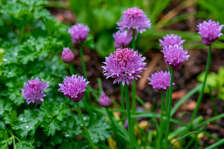 Chive flowers bloom in a garden herb bed, standing tall among green leaves and other plants.