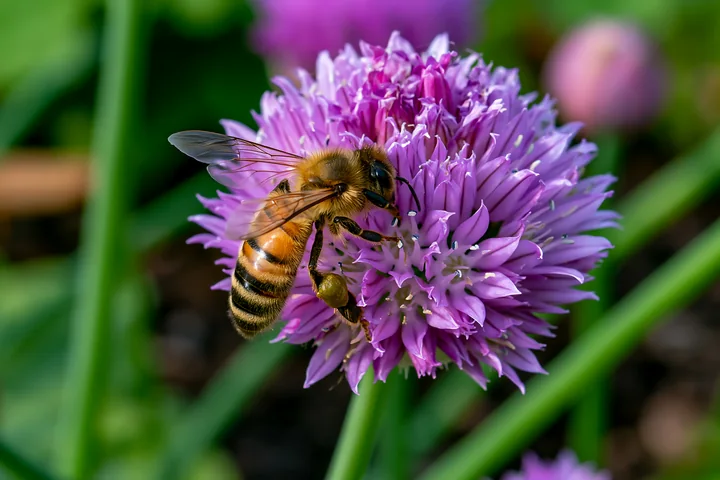 Chive flowers in herb bed attract a bee as it gathers nectar from the lavender blooms.