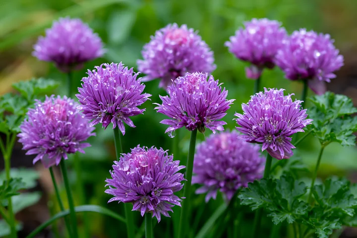 Chive flowers in herb bed showcase vibrant purple blooms surrounded by fresh green foliage.