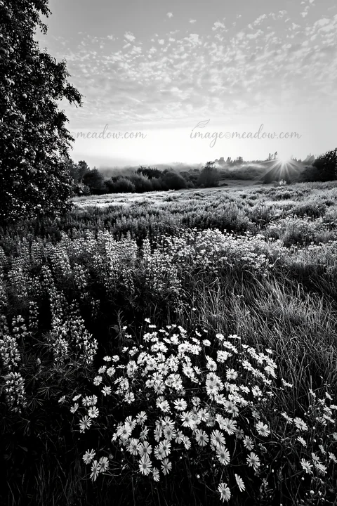 A meadow shows grass and flowers covered with frost in winter. Light shines through the trees in the distance, and the sky has scattered clouds. The scene refle