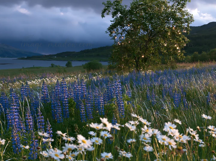 In a Lofoten meadow, an apple tree stands surrounded by blue flowers and daisies. Lanterns hang from the tree, and a scenic view of a lake and mountains is visi