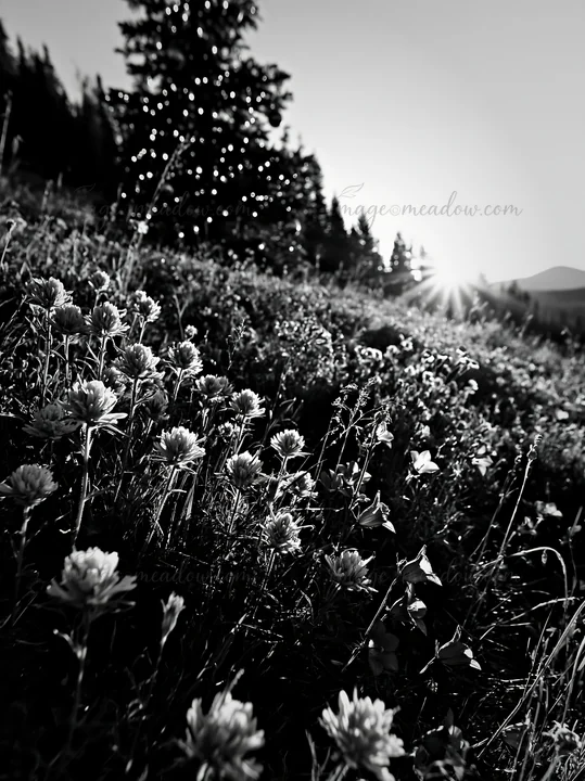 Christmas decorations are arranged beside a tree in a mountain valley meadow filled with wildflowers. The sun rises in the background, casting light over the sc