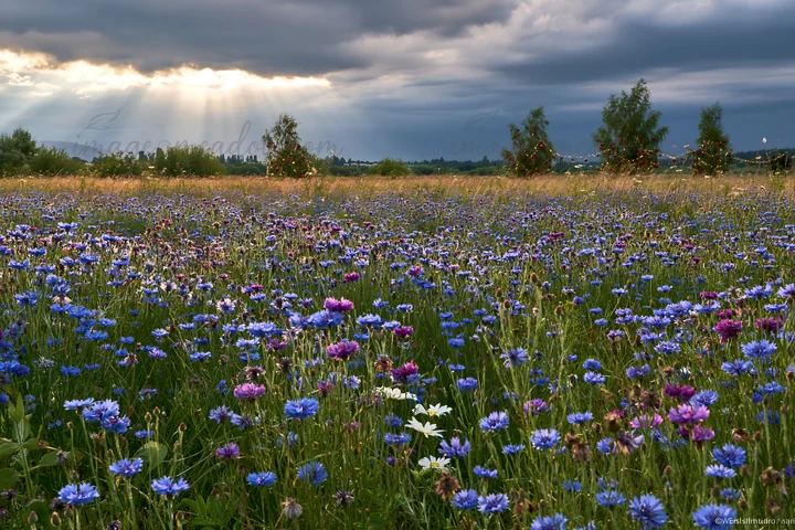 A meadow filled with colorful flowers is decorated for Christmas. Dramatic clouds hover above while sunbeams shine through, creating a festive and natural setti