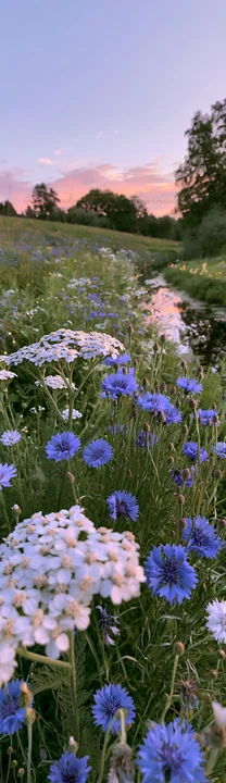 Twinkling Christmas lights glow near a stream in a meadow at dusk. A blend of vibrant flowers surrounds the scene, creating a festive atmosphere. The sky reflec