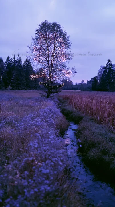 The scene features Christmas lights illuminating a tree next to a stream in a meadow at dusk. The surrounding landscape includes tall grass and trees in the bac