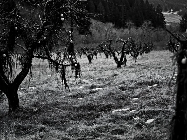Apple trees are present in a meadow during winter. Some trees are decorated with garlands. The landscape shows a mix of grass and snow, set against a backdrop o