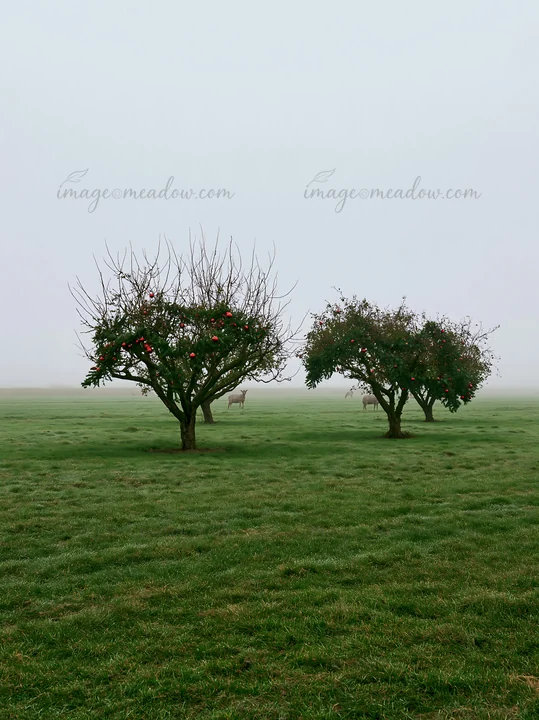 Two apple trees stand in a foggy meadow. The landscape features green grass and a misty atmosphere. The scene captures the essence of winter in a rural area, id