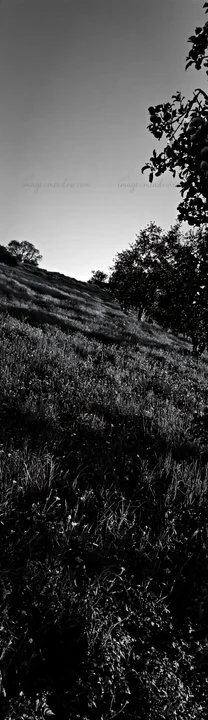 A meadow during Christmas with apple trees. The landscape is part of a rewilding effort, where natural elements are being restored. Grass and trees are prominen
