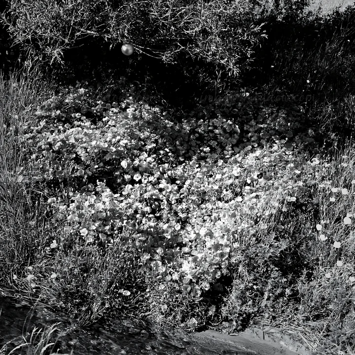 Christmas ornaments hang above a flowing stream surrounded by a meadow filled with various plants and flowers. This scene captures nature and holiday decor duri