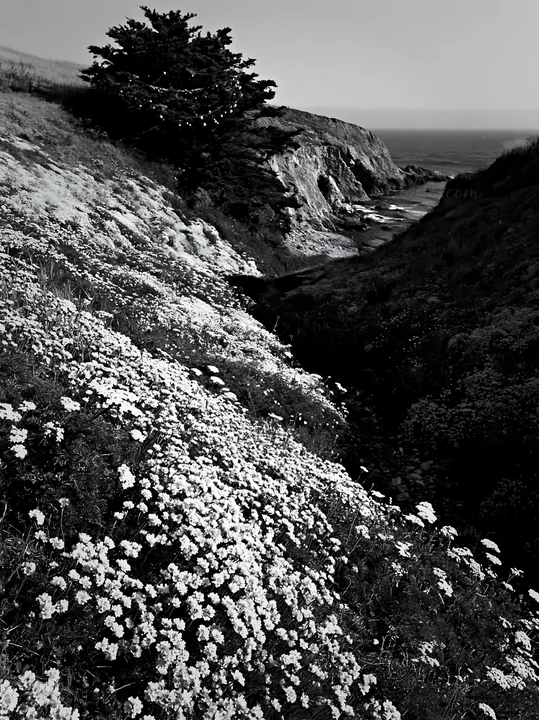 A Christmas tree stands above a stream flowing through a meadow filled with wildflowers. The landscape shows a rugged terrain with cliffs and ocean in the backg