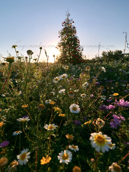 A Christmas tree stands in a meadow filled with colorful flowers under a bright sky. The sun sets in the background, creating a warm glow around the scene.