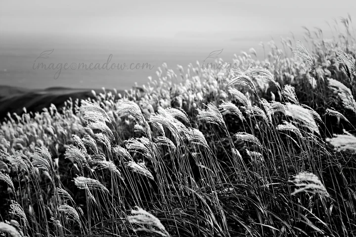 The scene shows Hokkaido silver grass seedheads swaying in the wind on a hillside, their soft forms contrasting with the distant ocean. The atmosphere reflects