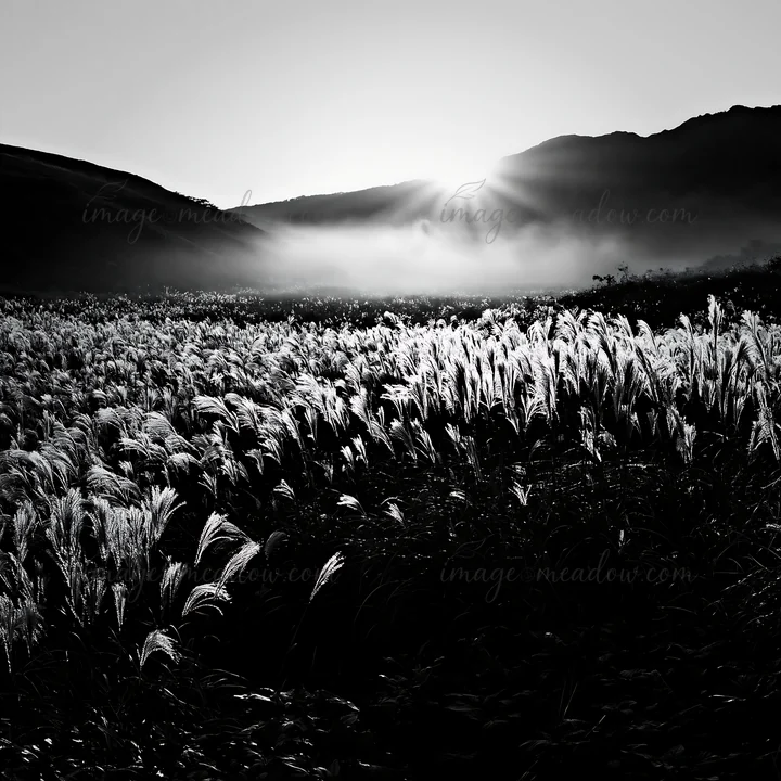 The sun rises over a silver grass meadow in Hokkaido, casting a soft light on the grass seedheads. The landscape shows rolling hills and a misty background, cap