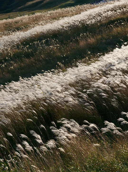 Seedheads of silver grass sway in a meadow located in Hokkaido. The scene captures the grass shining under natural sunlight, showcasing the unique characteristi