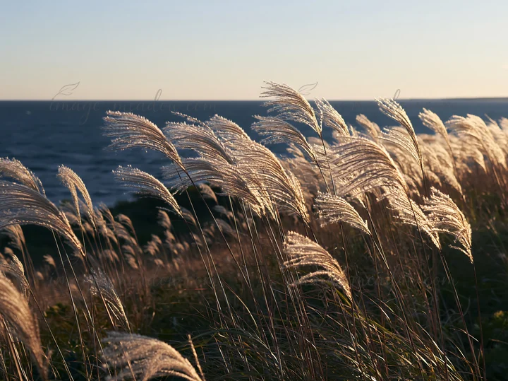 Hokkaido silver grass seedheads move softly in the evening sunlight near the sea. The scene captures the beauty of resilient nature against a coastal backdrop.