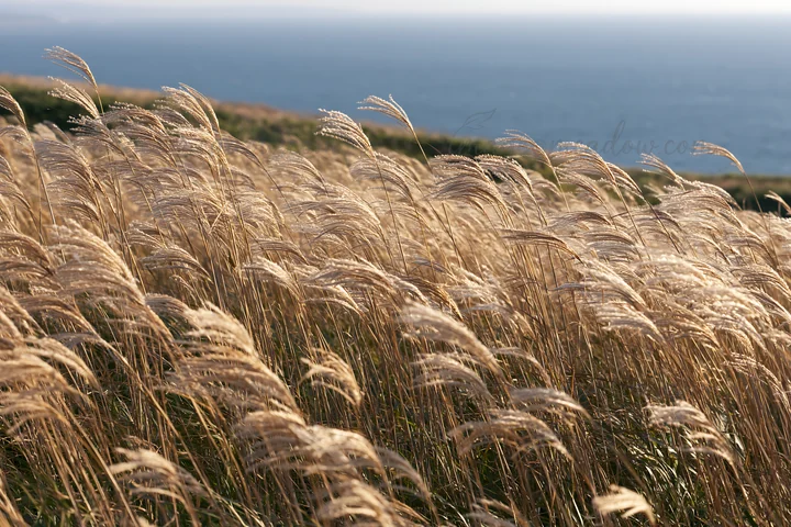 Silver grass seedheads grow in a meadow near the coast of Hokkaido. The sunlight creates a warm glow, with a view of the ocean in the background.