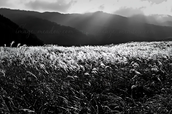 Seedheads of silver grass sway in a meadow in Hokkaido. Mountains rise in the background under a cloudy sky. Light breaks through the clouds, illuminating the l