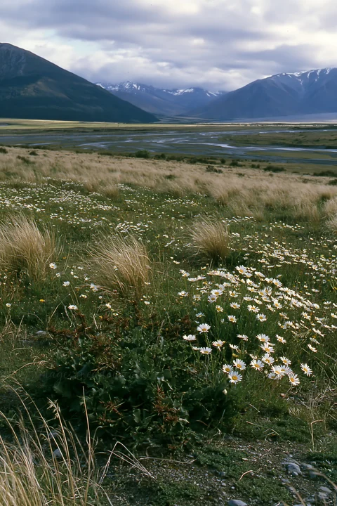 A field of wildflowers and tall grass is seen near a stream. The landscape shows mountains in the background under a partly cloudy sky. This area reflects ecolo