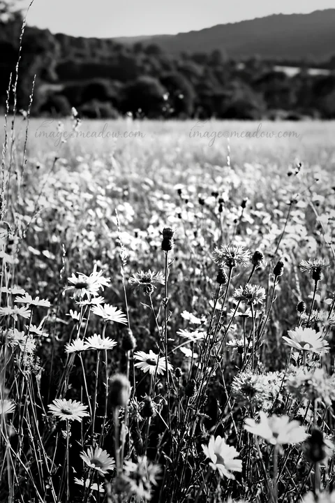 Wildflowers bloom in a meadow, showing a variety of plants and flowers. This scene captures the beauty of nature in a sunlit field, surrounded by hills in the b