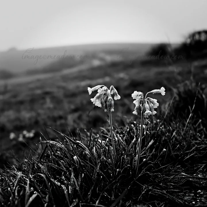 In a cloudy chalk meadow, wildflowers stand among wet grass. The landscape shows rolling hills in the background. The scene captures a moment of nature showing