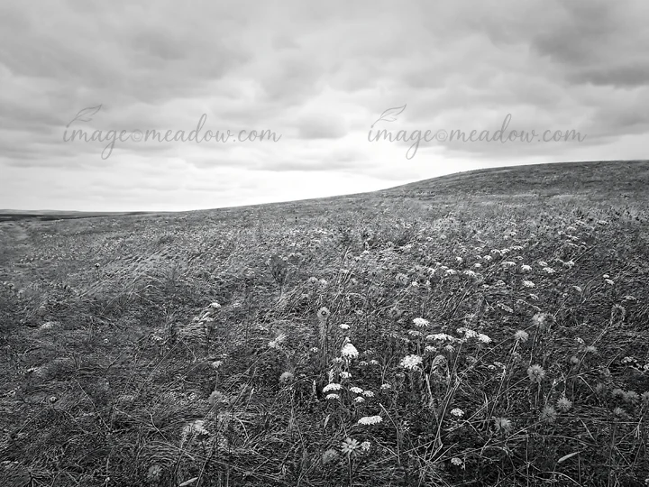 A dry flower meadow stretches across the landscape, with various flowers visible in the foreground. The sky is covered with thick clouds, creating a gray atmosp