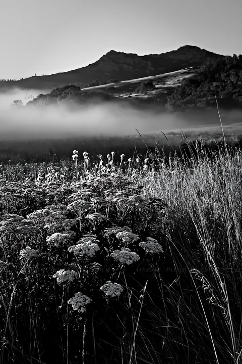 A meadow in the foothills features white flowers with mist hovering over the grassy area. Trees and hills rise in the background under a cloudy sky, creating a