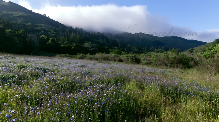 A meadow filled with wildflowers stretches across the foothills. Low clouds drift over the mountain in the background. The scene captures nature's beauty on a c