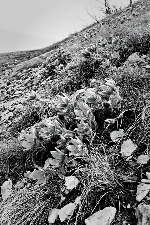 Pasque flowers grow on a hillside among grass and stones. The scene is cloudy, capturing the natural landscape where the flowers bloom. This setting highlights