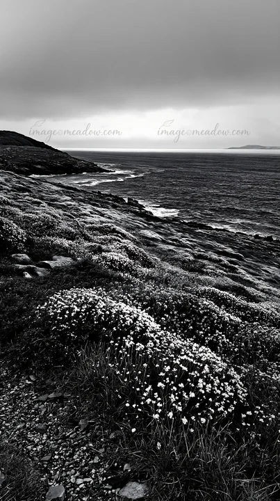 A rocky coastal area features a meadow filled with rockrose flowers. The scene is set against a cloudy sky with distant hills visible across the water. This loc