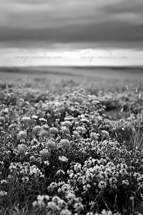 This scene features a cloudy wild thyme meadow filled with various flowers. The soft gray tones create a moody atmosphere over the landscape. The view stretches