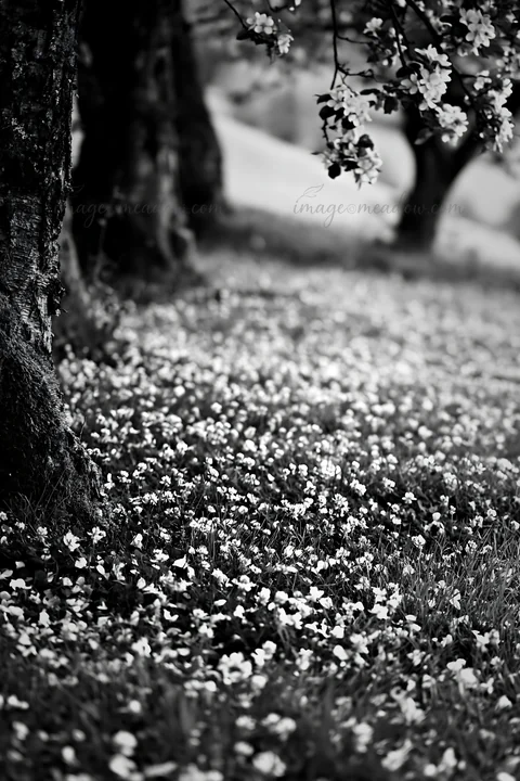 Clover flowers cover the ground beneath apple trees in a meadow. The setting shows a natural landscape in black and white. It highlights the beauty of spring wi