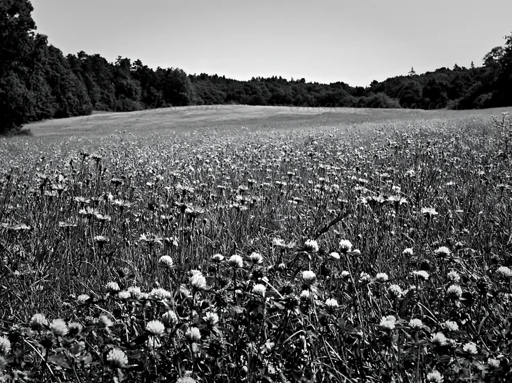A large meadow filled with clover and cornflower blooms under a clear sky. The background features trees and a gentle slope, capturing the natural landscape in