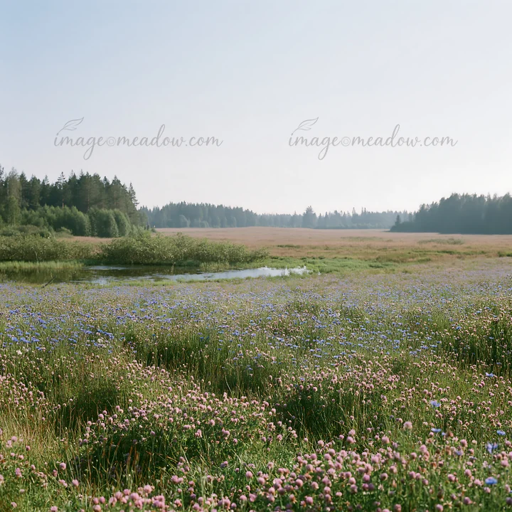 A vast field of clover and cornflowers stretches out under a clear sky. A small river runs through the landscape, surrounded by trees and grass. The scene captu