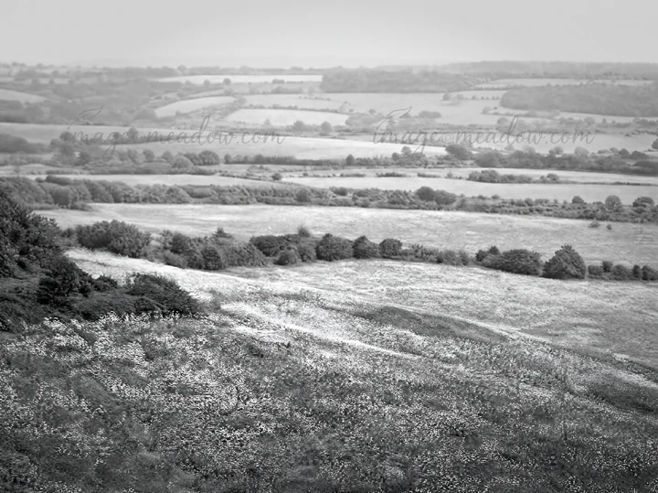 A vast clover speedwell meadow fills the landscape. Green fields extend into the distance, with patches of wildflowers dotting the area under cloudy skies. Pres
