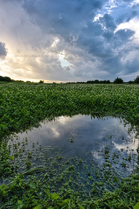 A meadow filled with clover and speedwell stretches beneath a dramatic sky. A puddle reflects the clouds and visible greenery after recent rain.