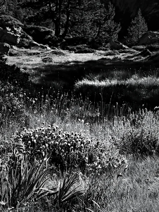 A clover speedwell meadow showcases wildflowers and grasses. The area is surrounded by trees and rocks, capturing the natural landscape in black and white at mi