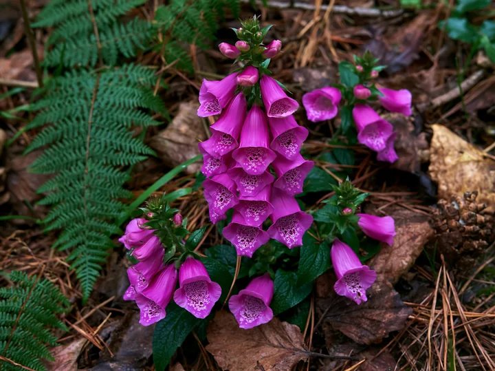 Clusters of vibrant foxglove flowers bloom in a woodland clearing, surrounded by fallen leaves and ferns.