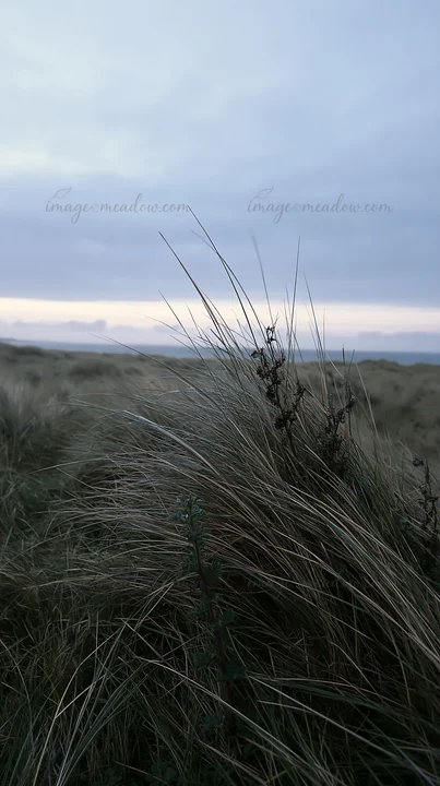 Tall grass sways in the coastal meadow under a cloudy sky. The view captures a natural landscape with gentle hills and a hint of light on the horizon, suggestin