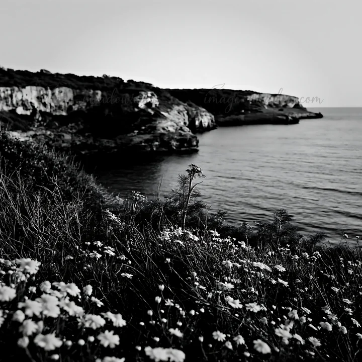 A coastal scene shows green cliffs with bright yellow flowers in the foreground. The ocean sparkles under a clear sky as the sun sets in the background, creatin