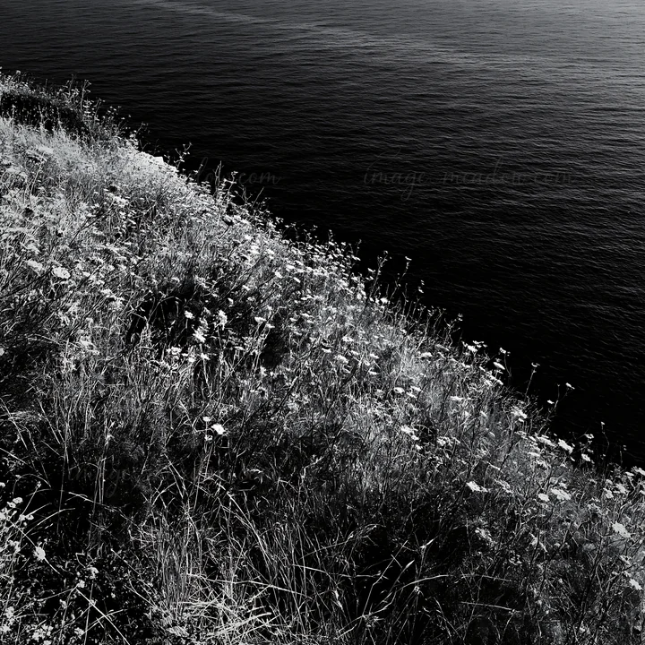 Flowers and grass grow on the edge of high cliffs by the sea. The water below reflects sunlight. This scene shows a natural landscape with a focus on the coasta