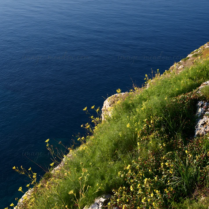 Cliffs rise above blue water with green grass and yellow flowers. The scene captures the coastal landscape on a clear day, highlighting the natural beauty of th