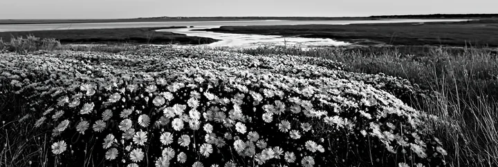 A field of aster flowers stretches across the land near the shoreline. The scene captures the flowers during the sunset hour, with water visible in the backgrou