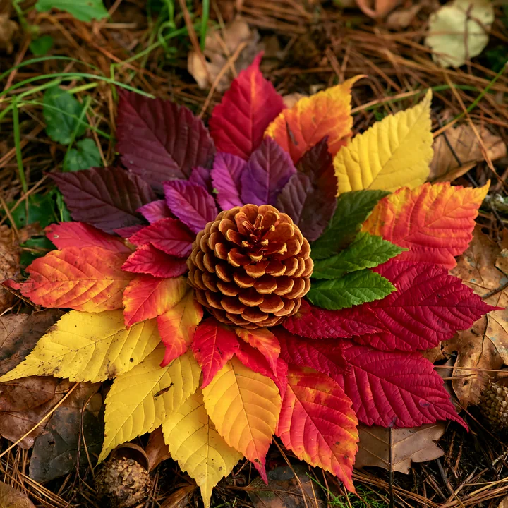 Colorful autumn leaves arranged in spiral with a pine cone in the middle create a natural art piece on the forest floor.