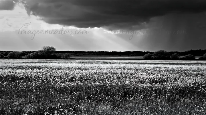 A meadow filled with buttercups stretches across the landscape under a dark, cloudy sky. Sunlight breaks through the clouds, creating contrasting shadows on the