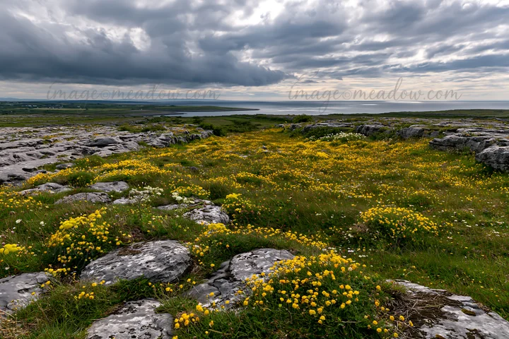 A meadow filled with bright yellow buttercups stretches across rocky terrain near the coast. Dark clouds above contrast with the vibrant bloom, creating a strik