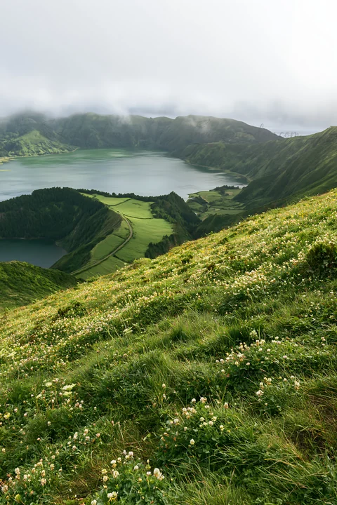 A colorful clover meadow stretches across a hillside overlooking a lake and mountains. The scene captures greenery under cloudy skies, suggesting a fresh day in