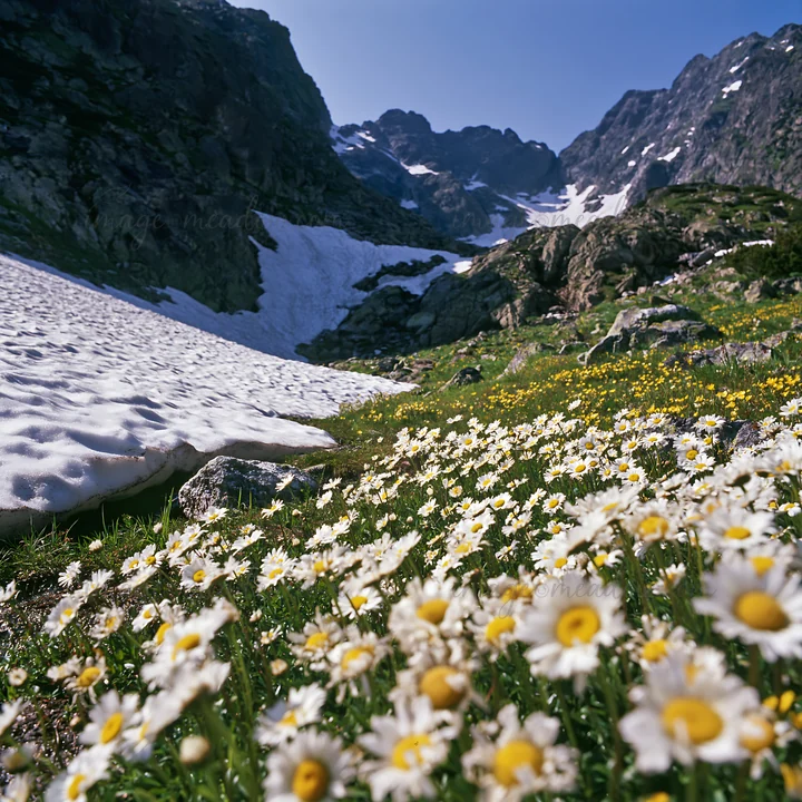 A bright meadow filled with daisies is located at the foot of snowy mountains. The scene captures the beauty of nature during summer, showcasing vibrant flowers